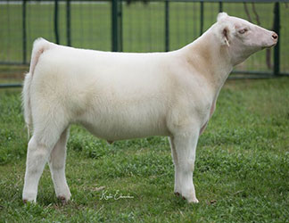 Gramd Champion British Steer