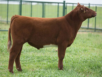 Gramd Champion British Steer