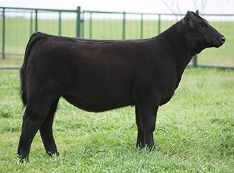 Gramd Champion British Steer