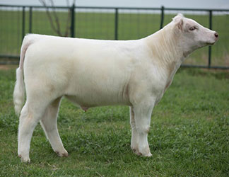 Gramd Champion British Steer