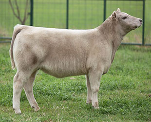 Gramd Champion British Steer