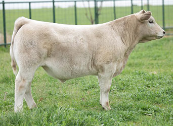 Gramd Champion British Steer