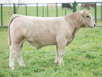 Gramd Champion British Steer