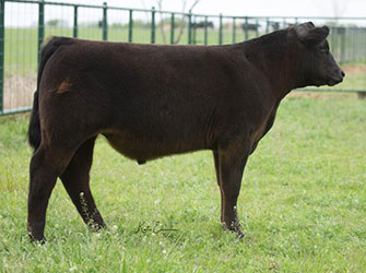 Gramd Champion British Steer