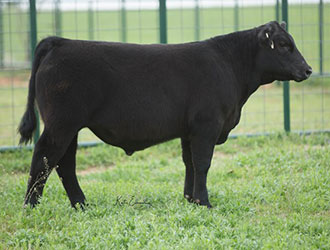 Gramd Champion British Steer