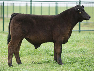 Gramd Champion British Steer