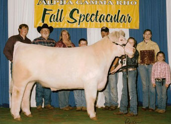 Gramd Champion British Steer