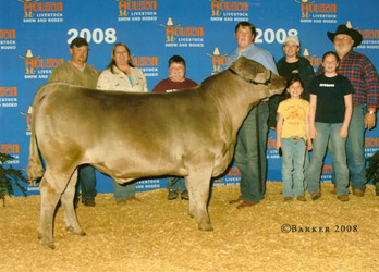 8th place Heavy Weight Charolais