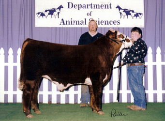 Grand Champion American Steer