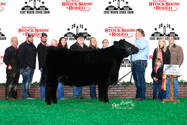 Gramd Champion British Steer