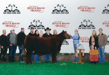 Gramd Champion British Steer