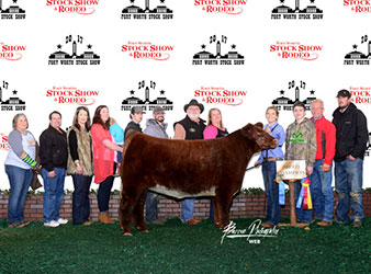 Gramd Champion British Steer